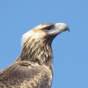 Aquila audax at Symonston, ACT - 20 Feb 2019