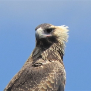 Aquila audax at Symonston, ACT - 20 Feb 2019