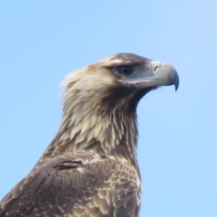 Aquila audax at Symonston, ACT - 20 Feb 2019