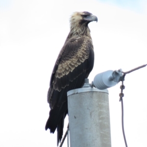 Aquila audax at Symonston, ACT - 20 Feb 2019