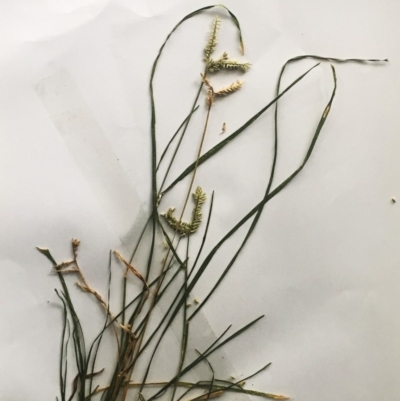 Eleusine tristachya (Goose Grass, Crab Grass, American Crows-Foot Grass) at Hughes Garran Woodland - 20 Feb 2019 by ruthkerruish
