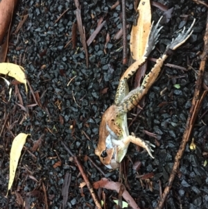 Mixophyes fasciolatus at Tapitallee, NSW - 21 Feb 2019