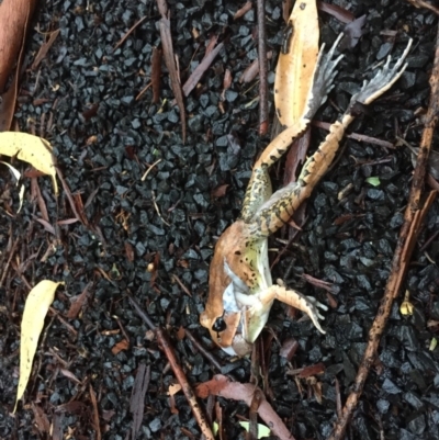 Mixophyes fasciolatus (Great Barred Frog) at Tapitallee, NSW - 20 Feb 2019 by evpett@gmail.com