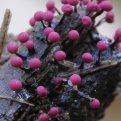 Craterium roseum (A slime mould) at Kianga, NSW - 21 Mar 2010 by Teresa