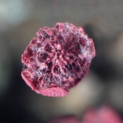 Physarum roseum at suppressed - 21 Mar 2010