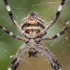 Hortophora transmarina at Hackett, ACT - 20 Feb 2019 12:16 PM