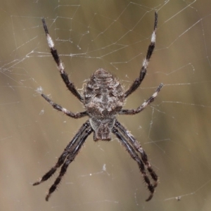 Hortophora transmarina at Hackett, ACT - 20 Feb 2019