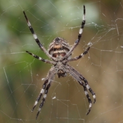 Hortophora transmarina at Hackett, ACT - 20 Feb 2019 12:16 PM