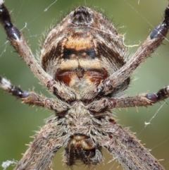 Hortophora transmarina at Hackett, ACT - 20 Feb 2019 12:16 PM