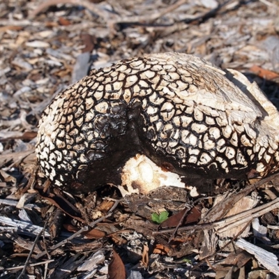 Calvatia cyathiformis at ANBG - 17 Feb 2019 by Heino1