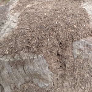 Papyrius nitidus at Tharwa, ACT - 21 Feb 2019