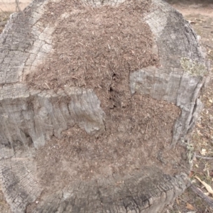 Papyrius nitidus at Tharwa, ACT - 21 Feb 2019