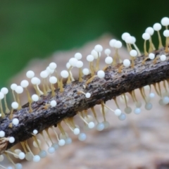 Nannengaella globulifera at Box Cutting Rainforest Walk - 2 Mar 2018 by Teresa