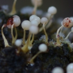 Nannengaella globulifera at Box Cutting Rainforest Walk - 2 Mar 2018 10:14 AM