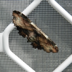 Pholodes sinistraria (Sinister or Frilled Bark Moth) at Merimbula, NSW - 21 Feb 2019 by SueMuffler