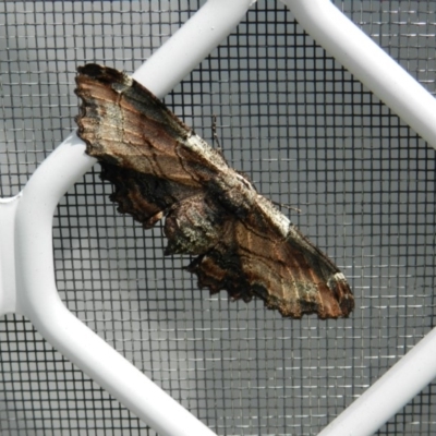 Pholodes sinistraria (Sinister or Frilled Bark Moth) at Merimbula, NSW - 21 Feb 2019 by SueMuffler