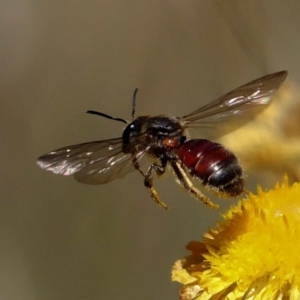 Lasioglossum (Parasphecodes) lacthium at Paddys River, ACT - 20 Feb 2019 10:47 PM