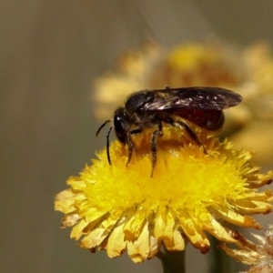 Lasioglossum (Parasphecodes) lacthium at Paddys River, ACT - 20 Feb 2019 10:47 PM