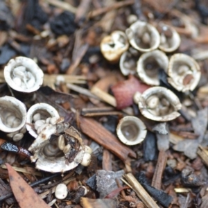 Cyathus olla at Wamboin, NSW - 4 Feb 2019 11:25 AM