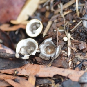 Cyathus olla at Wamboin, NSW - 4 Feb 2019 11:25 AM