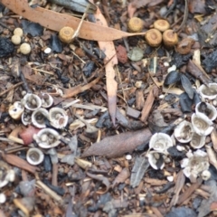 Cyathus olla at Wamboin, NSW - 4 Feb 2019 11:25 AM