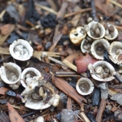 Cyathus olla at Wamboin, NSW - 4 Feb 2019 11:25 AM