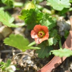 Modiola caroliniana (Red-flowered Mallow) at QPRC LGA - 7 Dec 2018 by natureguy