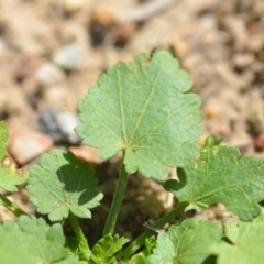 Modiola caroliniana at Wamboin, NSW - 7 Dec 2018