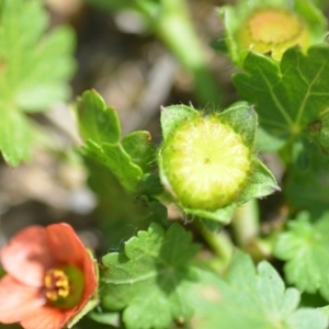 Modiola caroliniana at Wamboin, NSW - 7 Dec 2018