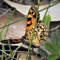 Oreixenica lathoniella at Cotter River, ACT - 21 Feb 2019