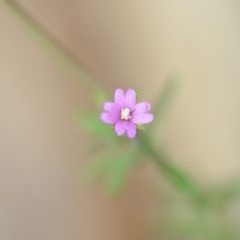 Epilobium sp. (A Willow Herb) at Wamboin, NSW - 7 Dec 2018 by natureguy