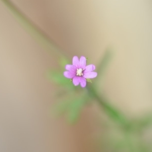 Epilobium sp. at Wamboin, NSW - 7 Dec 2018 07:00 PM