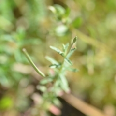 Epilobium sp. at Wamboin, NSW - 7 Dec 2018 07:00 PM