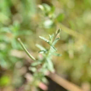 Epilobium sp. at Wamboin, NSW - 7 Dec 2018 07:00 PM