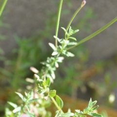 Epilobium sp. at Wamboin, NSW - 7 Dec 2018