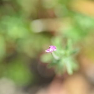 Epilobium sp. at Wamboin, NSW - 7 Dec 2018 07:00 PM