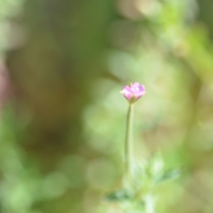 Epilobium sp. at Wamboin, NSW - 7 Dec 2018