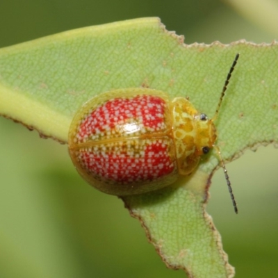 Paropsisterna fastidiosa (Eucalyptus leaf beetle) at ANBG - 20 Feb 2019 by TimL