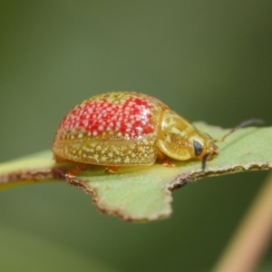 Paropsisterna fastidiosa at Hackett, ACT - 20 Feb 2019 12:12 PM