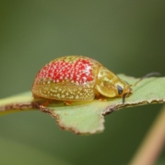 Paropsisterna fastidiosa at Hackett, ACT - 20 Feb 2019