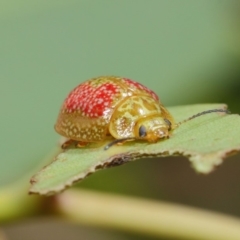 Paropsisterna fastidiosa at Hackett, ACT - 20 Feb 2019 12:12 PM