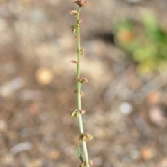 Rumex brownii (Slender Dock) at Wamboin, NSW - 7 Dec 2018 by natureguy