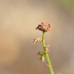 Rumex brownii at Wamboin, NSW - 7 Dec 2018