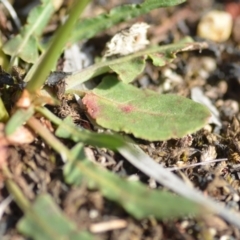 Rumex brownii at Wamboin, NSW - 7 Dec 2018