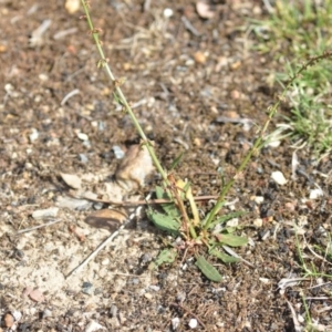 Rumex brownii at Wamboin, NSW - 7 Dec 2018