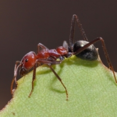 Iridomyrmex purpureus (Meat Ant) at ANBG - 20 Feb 2019 by TimL