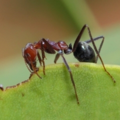 Iridomyrmex purpureus at Hackett, ACT - 20 Feb 2019