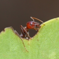 Iridomyrmex purpureus at Hackett, ACT - 20 Feb 2019 12:14 PM