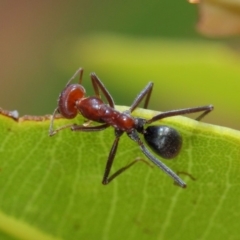 Iridomyrmex purpureus at Hackett, ACT - 20 Feb 2019 12:14 PM