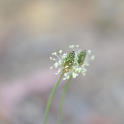 Plantago lanceolata (Ribwort Plantain, Lamb's Tongues) at QPRC LGA - 7 Dec 2018 by natureguy